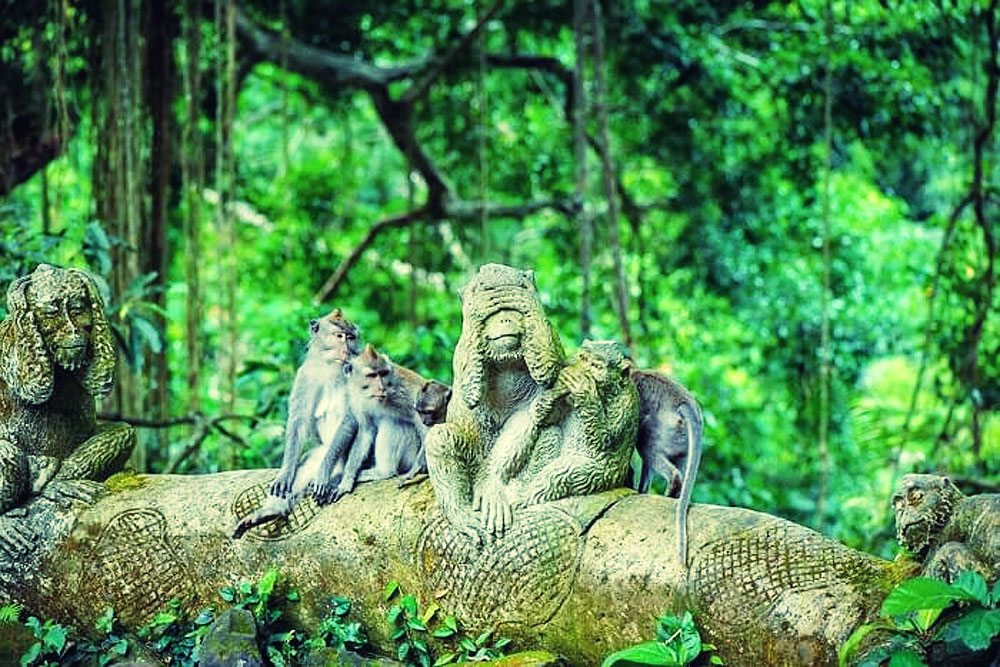 bali combination tour packages - monkey forest